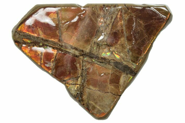 Iridescent Ammolite (Fossil Ammonite Shell) - Fiery Reds! #293340